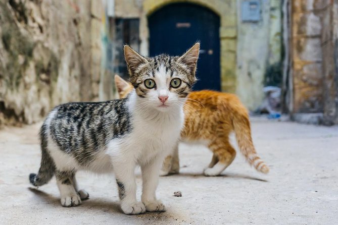 Day Trip to Essaouira City From Marrakech: Private - Trip Highlights