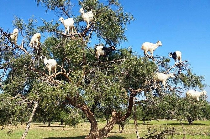 Day Trip to Essaouira From Marrakech - Overview and Itinerary