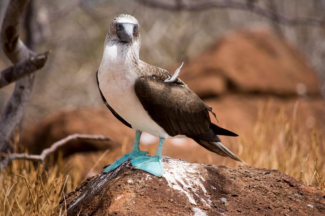 Day Trip to North Seymour Island From Puerto Ayora