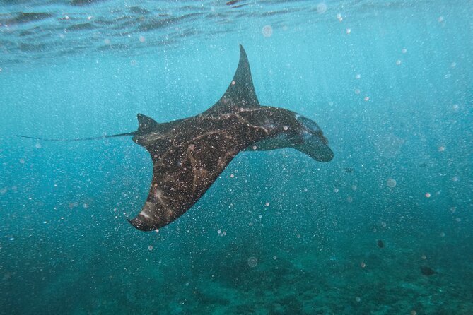 Day Trip to Nusa Penida: 4 Spots Snorkeling/Manta Ray Land Tour - Good To Know