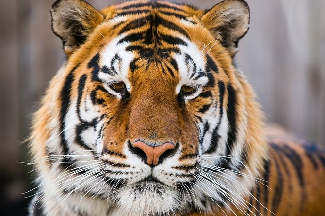 Day Trip to Ranthambore Tiger Safari From Jaipur