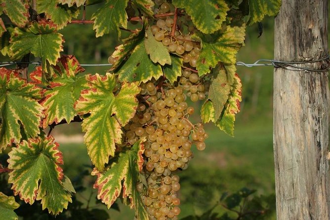 Day Trip To Roman Castles - Private Tour - Good To Know