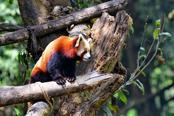 Day_Trippers (Darjeeling Full Day Tour). - Good To Know