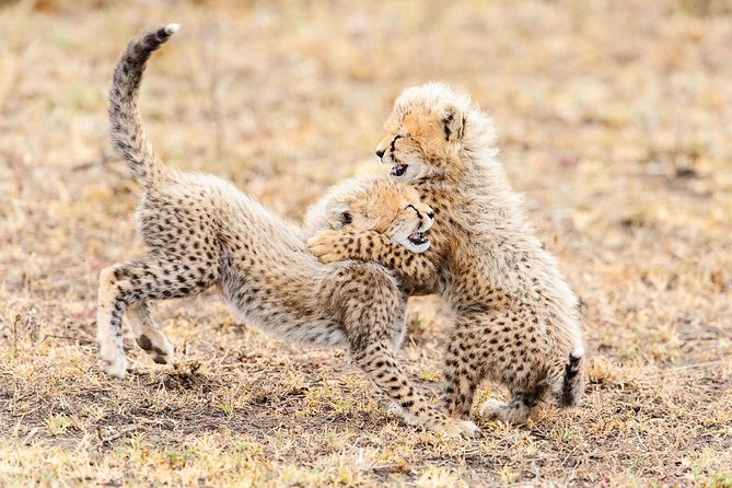 De Wildt Endangered Wildlife Centre - Tour Overview and Highlights