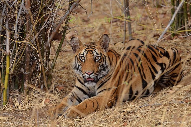 Delhi Zoo White Tigers & Lions With Old Fort Visit