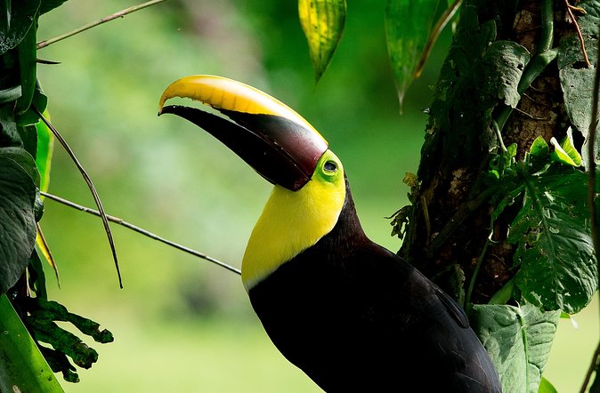 Deluxe Private Bird Watching Tour Manuel Antonio
