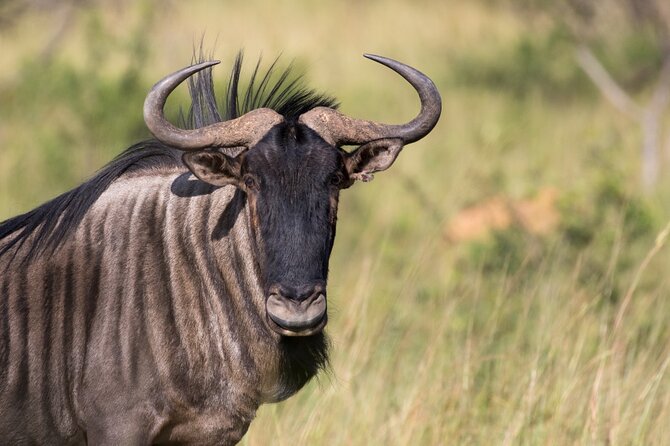 Deluxe Safari of Pilanesberg Nature Reserve