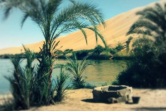 Desert Camping With The Bedouins Under The Stars - White & Black Deserts - Good To Know
