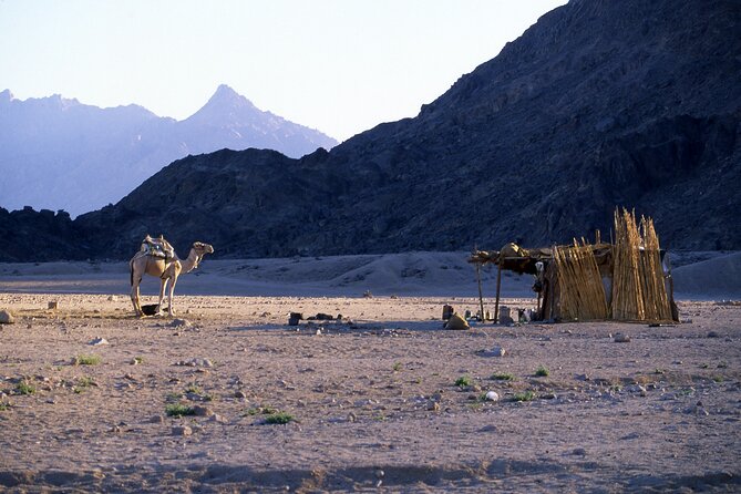 Desert Safari in Bedouin Village & Quad Biking Safari, Hurghada - Experience of Desert Safari and Quad Biking