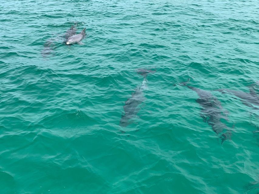 Destin: Snorkeling and Dolphin Watching Cruise - Good To Know