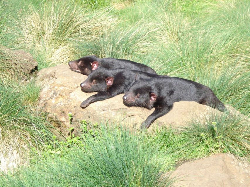 Devils at Cradle: Day Keeper Tour and Entry to Wildlife Park