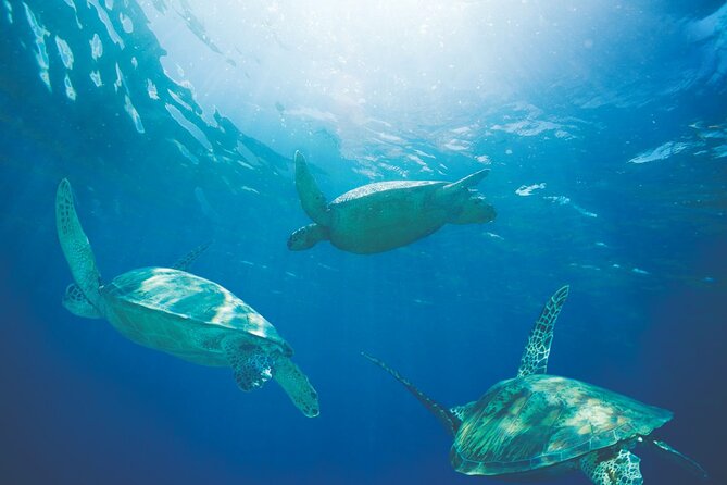 Diamond Head Sunrise & Turtle Snorkeling - Inclusions