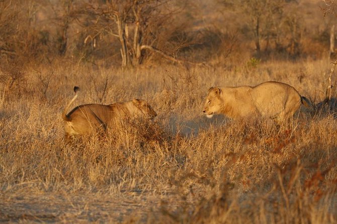 Dinokeng Game Reserve Near Johannesburg South Africa