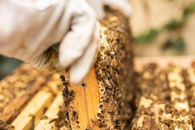 Discover Active Beehives in London - Good To Know