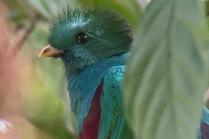Discover Monteverde’s Enthralling Bird Watching Adventure