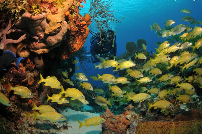 3 Best Scuba Diving Experiences In Buzios
