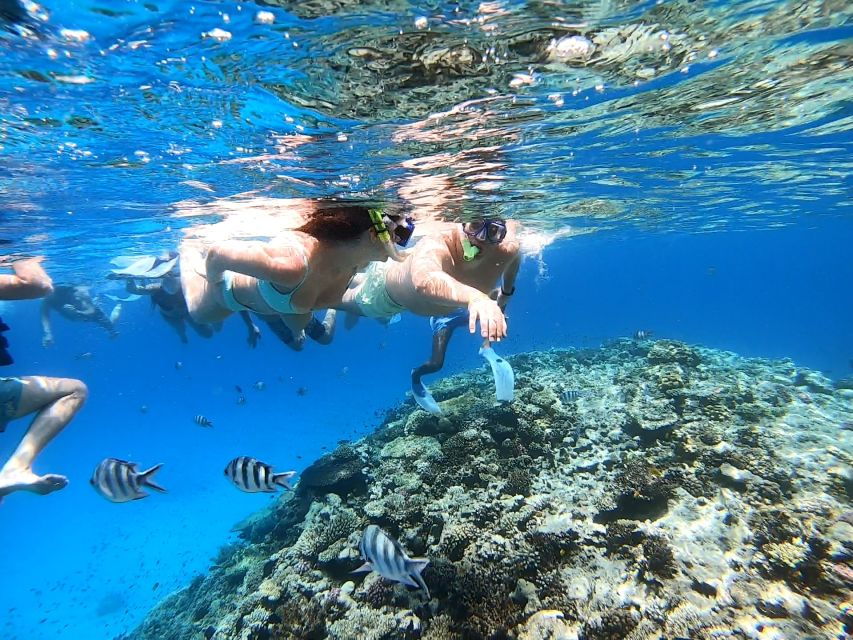 Discover the Magic of Dolphin House!" - Good To Know