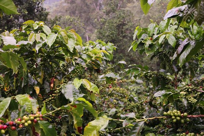 Discover the Ultimate Coffee Experience in Bogota