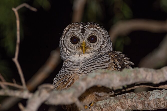 Discovering Wildlife of the Chaco - Good To Know