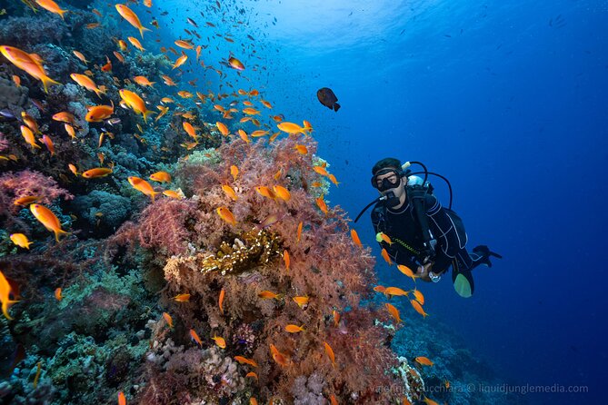 Dive in Sharm El Sheikh - Diving Boat Trip for Certified Divers