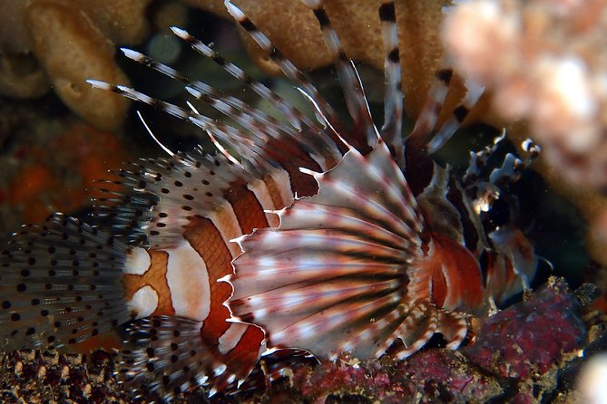 DiveGurus -Scuba Diving in Boracay