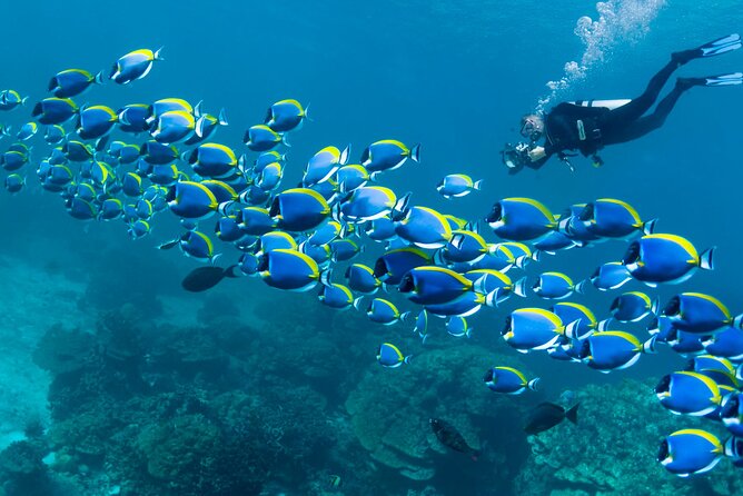 Diving or Snorkeling Boat Tour With Lunch and Drinks - Hurghada - Good To Know