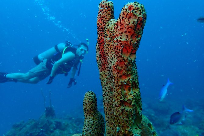 Diving Trip for Certified Divers. - Dive Sites Overview