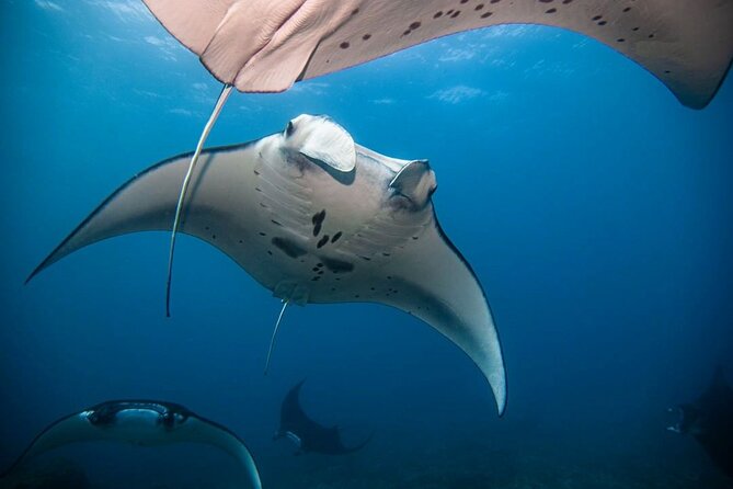Diving With Manta Ray at Nusa Penida