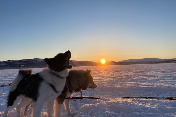 Dog Sledding With Greenland Dogs