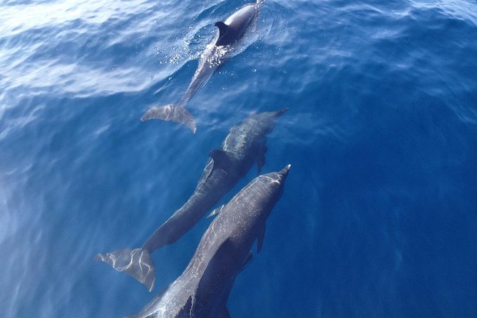Dolphin and Snorkeling Trip With Costarican Companys - Tour Details