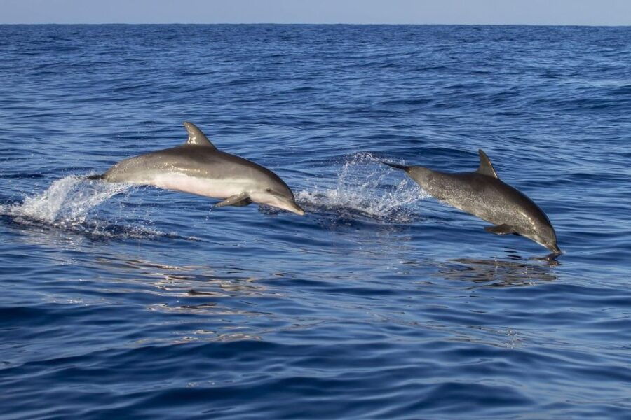 Dolphin Excursion in Martinique - Excursion Duration & Booking Details