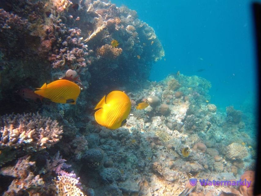 Dolphin House Snorkeling Trip - Good To Know