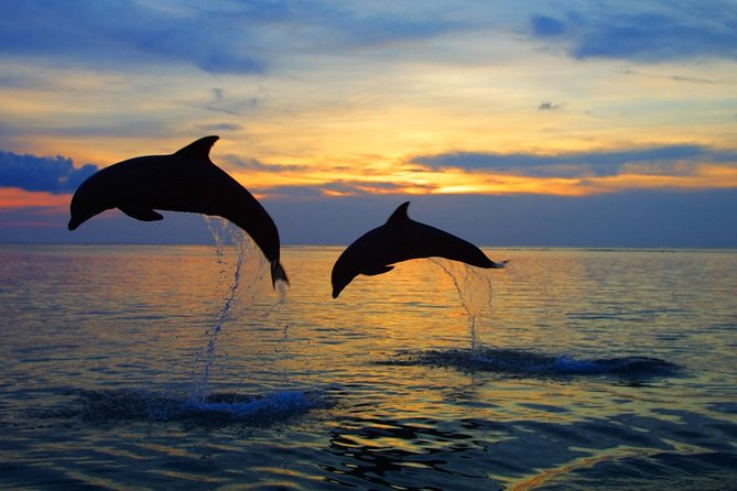 Dolphin North Bali Tour - Good To Know