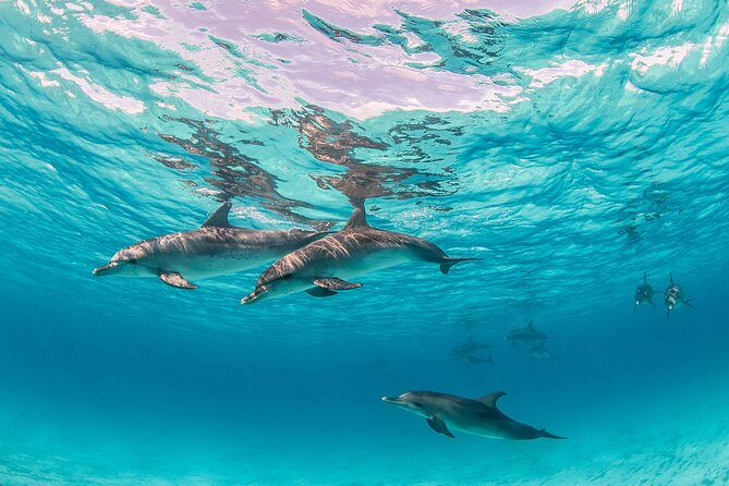 Dolphin Show From Hurghada