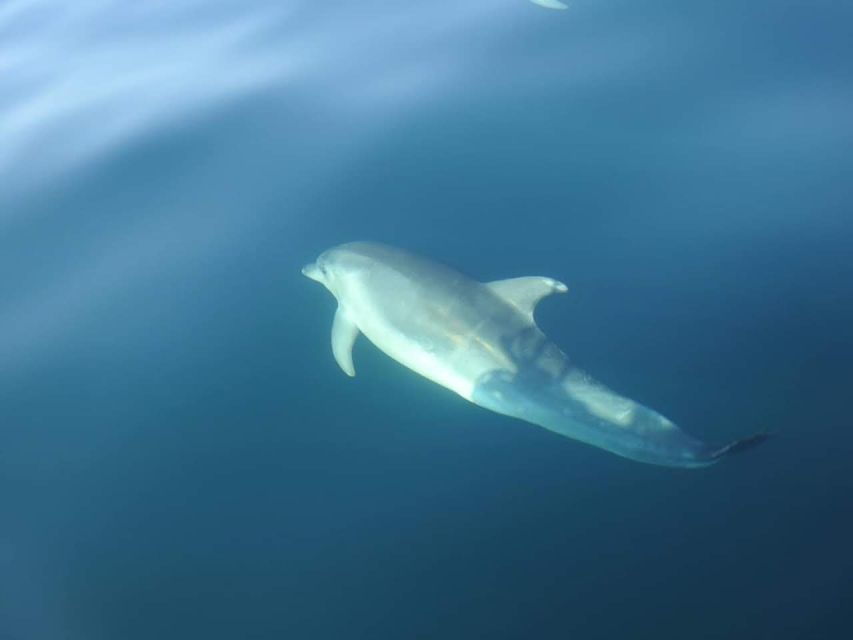 Dolphin Watch - Good To Know