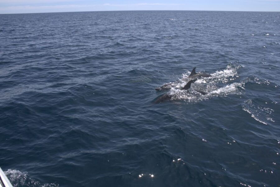 Dolphin Watching and Marine Wild Life in Faro - Good To Know