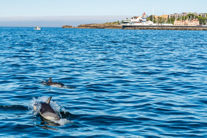 Dolphin Watching Cascais - Good To Know