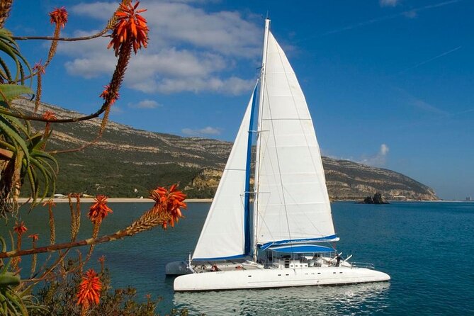 Dolphin Watching: Excursion From Lisbon - Good To Know