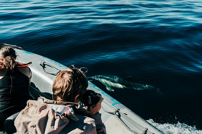 Dolphin Watching in Lagos - Good To Know