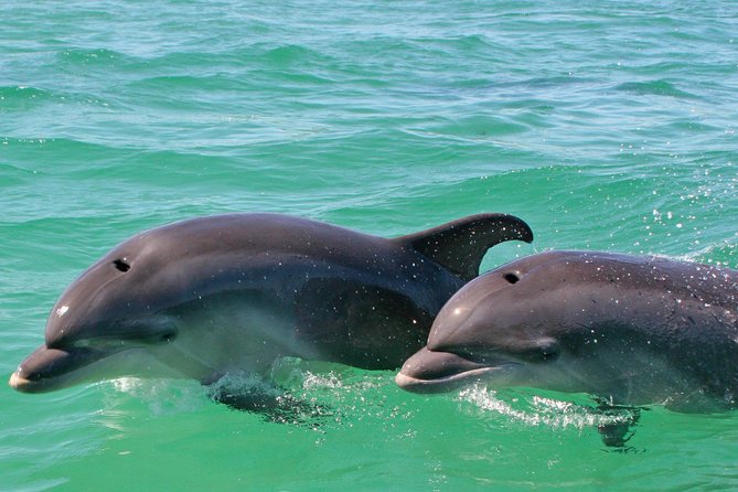 Dolphin Watching in the Wild - Half Day