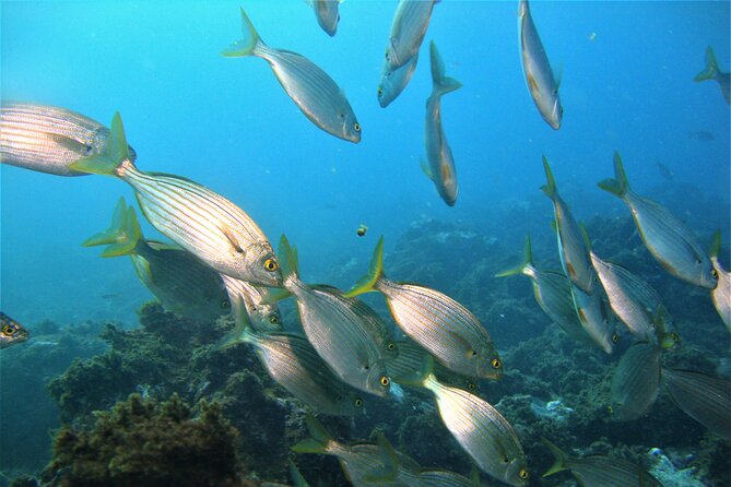 Double Dive in Terceira Island