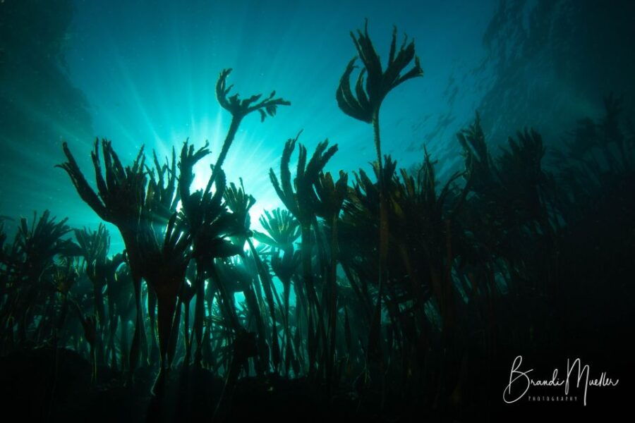 Double Scuba Dive on a Marine Reserve - Good To Know