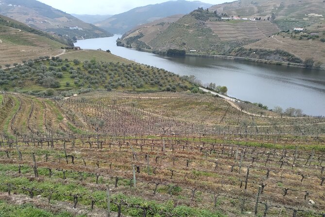 Douro Tour With 2 Wineries and Lunch on a Century House - Winery 1: Tasting and Tour