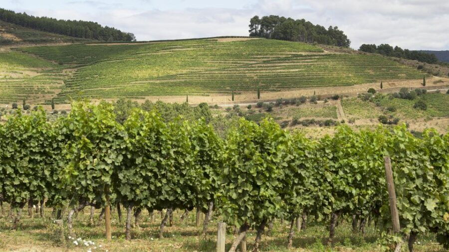 Douro Valley: a Private Wine Experience With Lunch