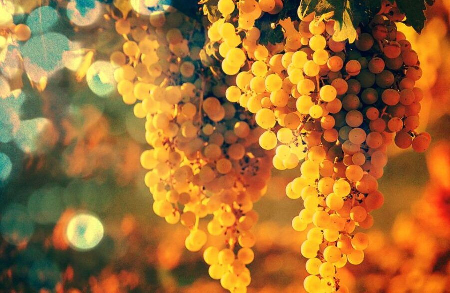 Douro Valley: Full-Day Private Wine Tour With Lunch - Good To Know