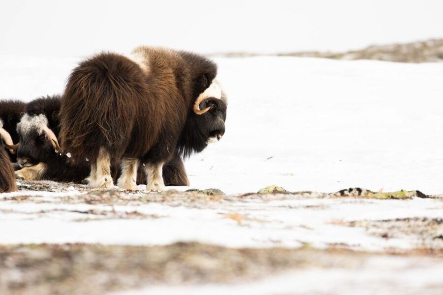 Dovrefjell Nation Park: Snowshoe Hike and Musk Ox Safari