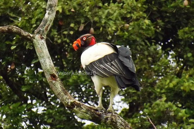 Drake Bay Early Morning Guided Bird Watching Tour