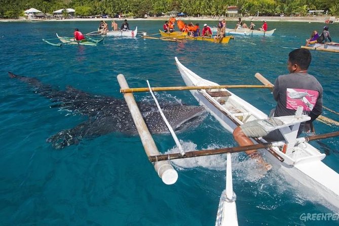 Dumaguete Oslob Whaleshark Tour