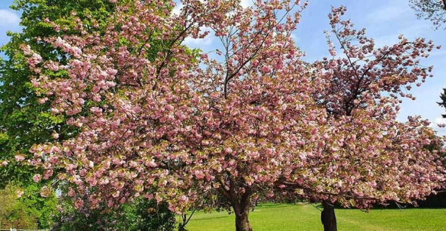Düsseldorf: Nordpark and Japenese Garden Smartphone Game