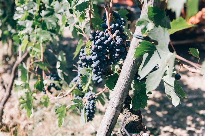 E-Bike Tour in Tuscany With Wine Tasting - Good To Know